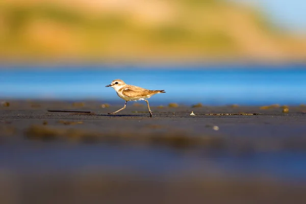 Schattig Watervogeltje Natuur Achtergrond Gewone Watervogel Kentish Plover Karadrius Alexandrinus — Stockfoto