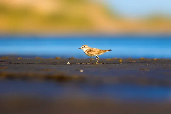 Милая Маленькая Птичка Природа Обычная Водоплавающая Птица Кентиш Пловер Харадрий — стоковое фото