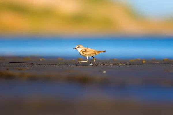 Schattig Watervogeltje Natuur Achtergrond Gewone Watervogel Kentish Plover Karadrius Alexandrinus — Stockfoto