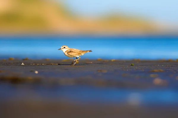 Schattig Watervogeltje Natuur Achtergrond Gewone Watervogel Kentish Plover Karadrius Alexandrinus — Stockfoto