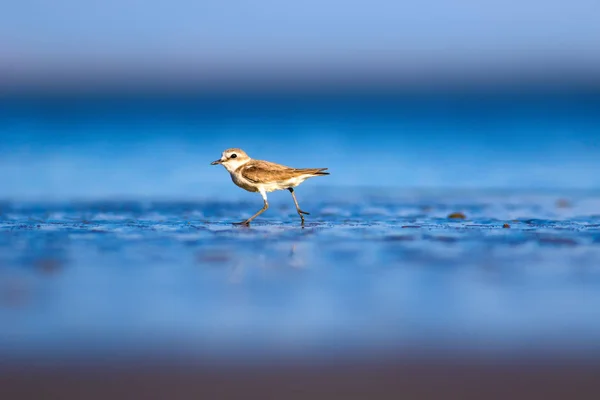 Lindo Pajarito Fondo Naturaleza Aves Acuáticas Comunes Kentish Plover Charadrius —  Fotos de Stock