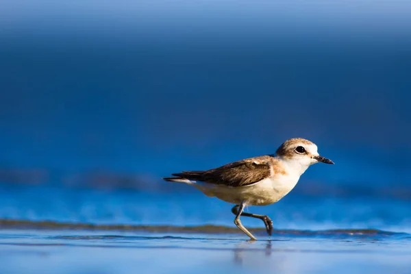 Pássaro Aquático Giro Fundo Natureza Aves Aquáticas Comuns Kentish Plover — Fotografia de Stock