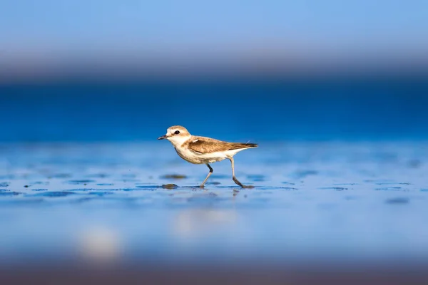 Schattig Watervogeltje Natuur Achtergrond Gewone Watervogel Kentish Plover Karadrius Alexandrinus — Stockfoto