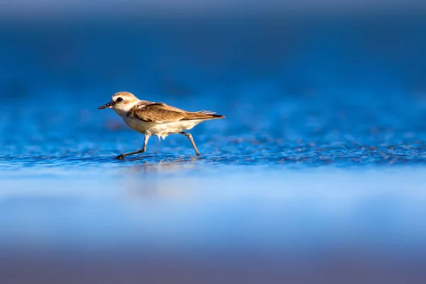 Joli Petit Oiseau Eau Fond Naturel Oiseau Eau Commun Pluvier — Photo