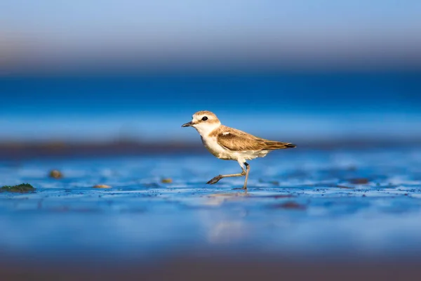 かわいい水の鳥 自然を背景に 一般的な水の鳥 Kentish Plover チャラドリウス アレクサンドリヌス — ストック写真