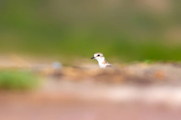 Маленький Водяний Птах Походження Природи Список Викопних Птахів Kentish Plover — стокове фото