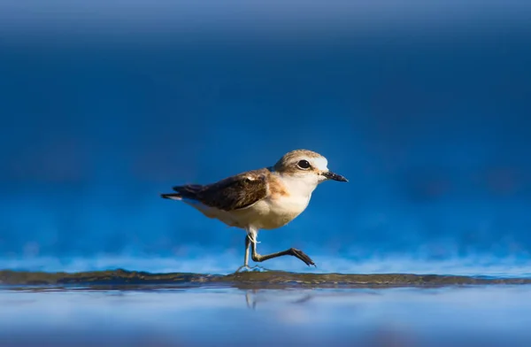 Joli Petit Oiseau Eau Fond Naturel Oiseau Eau Commun Pluvier — Photo