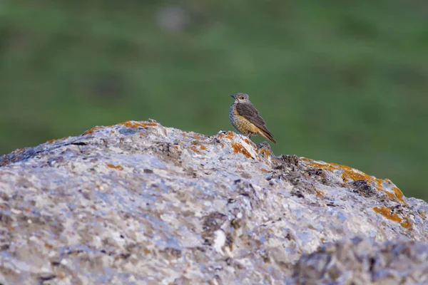 Cute Ptak Common Rock Drozd Monticola Saxatilis Naturalne Tło Kayseri — Zdjęcie stockowe