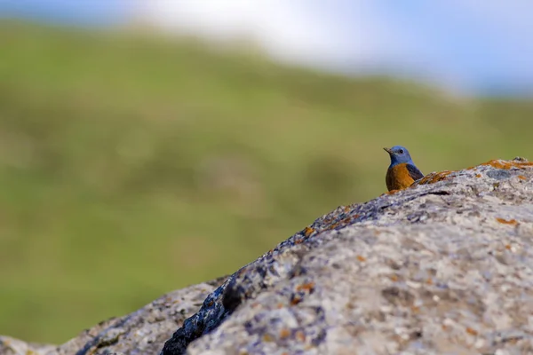 Pássaro Bonito Common Rock Thrush Monticola Saxatilis Fundo Natural Kayseri — Fotografia de Stock