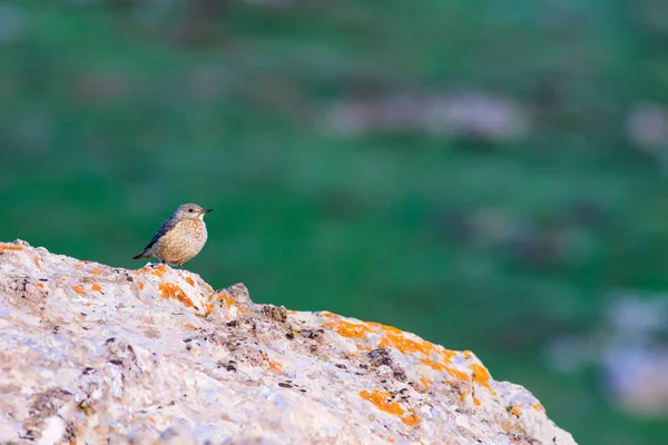 Niedlichen Vogel Gemeinen Felsdrossel Monticola Saxatilis Natürlicher Hintergrund Kayseri Aladaglar — Stockfoto
