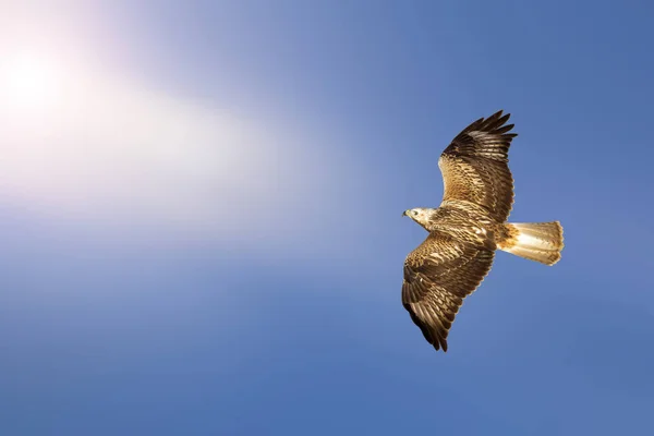 Flying Buzzard. Nature background. Bird: long legged buzzard.