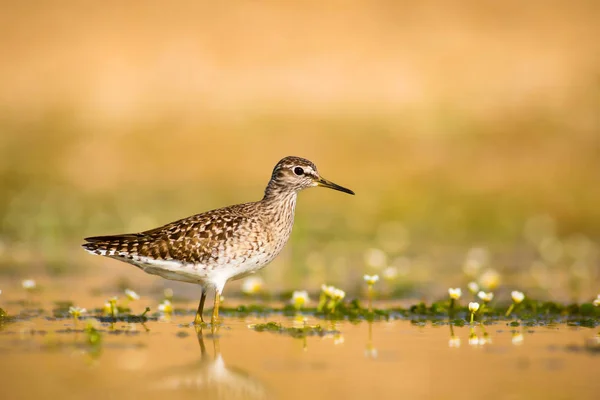 Bécasseau Bois Oiseau Eau Mignon Arrière Plan Nature Aquatique Oiseau — Photo