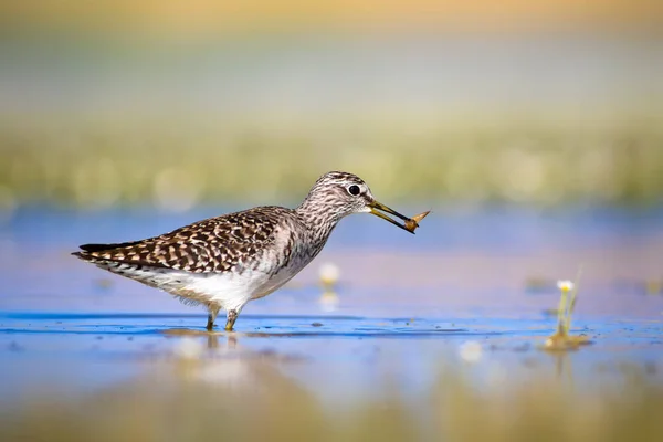 Lindo Pájaro Acuático Wood Sandpiper Fondo Naturaleza Acuática Aves Tringa —  Fotos de Stock