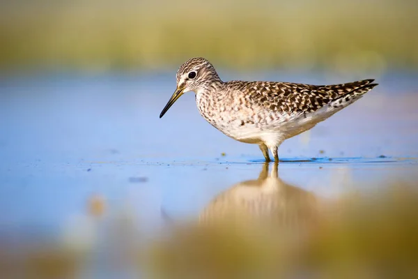 Lindo Pájaro Acuático Wood Sandpiper Fondo Naturaleza Acuática Aves Tringa —  Fotos de Stock