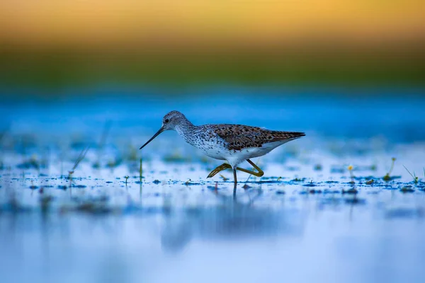 Schattig Water Vogel Houten Zandloper Water Natuur Achtergrond Vogel Tringa — Stockfoto