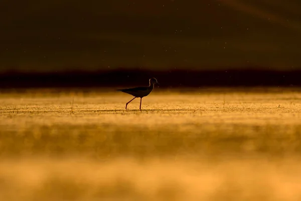 Zachód Słońca Ptak Sylwetka Ptaka Zachód Słońca Natura Tło — Zdjęcie stockowe