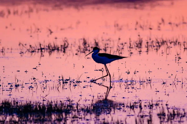 Puesta Sol Pájaro Silueta Ave Atardecer Naturaleza Fondo — Foto de Stock