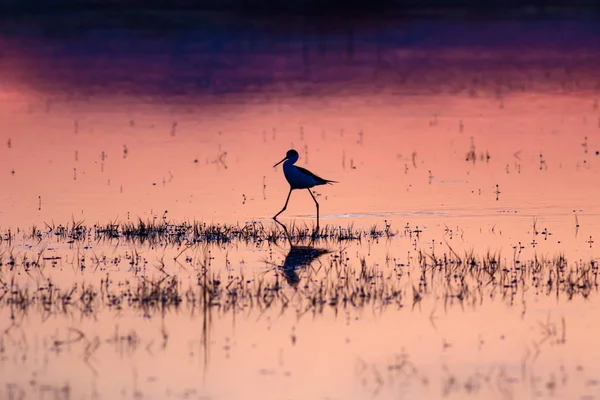 Sonnenuntergang Und Vogel Vogelsilhouette Hintergrund Sonnenuntergang Natur — Stockfoto