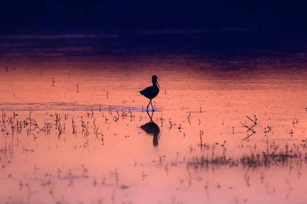 Sunset and bird. Bird silhouette. Sunset nature background.