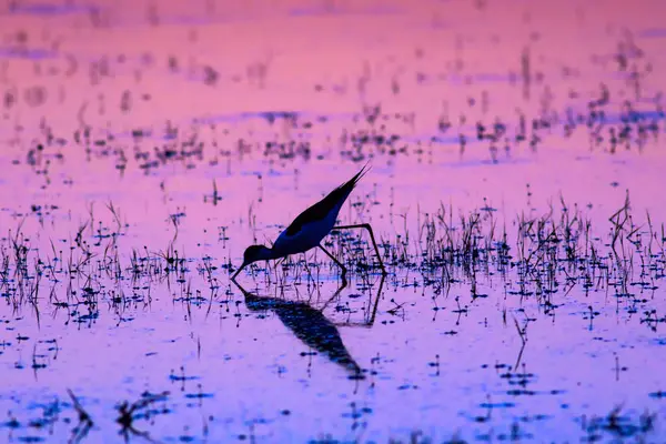 Zonsondergang Vogel Vogel Silhouet Zonsondergang Natuur Achtergrond — Stockfoto