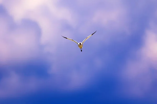 Flying bird. Blue sky background. Pied Avocet. Recurvirostra avosetta.