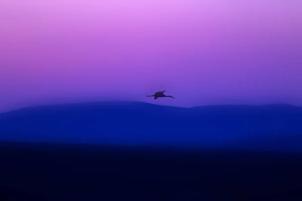 Tramonto Uccello Silhouette Uccello Tramonto Sfondo Natura — Foto Stock