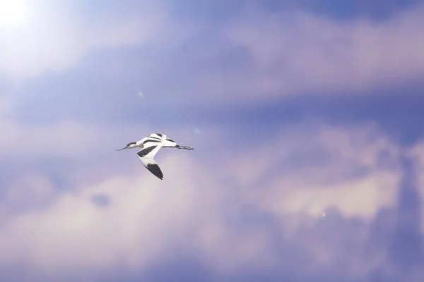 Flygande Fågel Blå Himmel Bakgrund Pied Avocet Auktor — Stockfoto