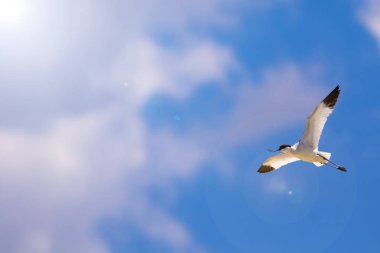 Uçan kuş. Mavi gökyüzü arka planı. Pied Avocet. Rekürvirostra avosetta.