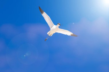 Uçan kuş. Mavi gökyüzü arka planı. Pied Avocet. Rekürvirostra avosetta.