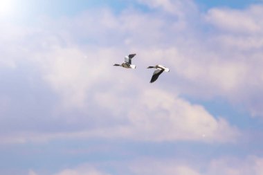 Uçan kuş. Mavi gökyüzü arka planı. Kuş: Ortak Shelduck. Tadorna tadorna.  