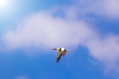 Uçan kuş. Mavi gökyüzü arka planı. Kuş: Ortak Shelduck. Tadorna tadorna.  