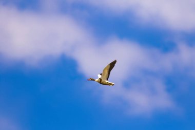 Uçan kuş. Mavi gökyüzü arka planı. Kuş: Ortak Shelduck. Tadorna tadorna.  
