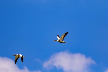 Uçan kuş. Mavi gökyüzü arka planı. Kuş: Ortak Shelduck. Tadorna tadorna.  