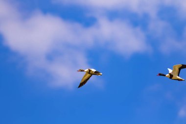 Uçan kuş. Mavi gökyüzü arka planı. Kuş: Ortak Shelduck. Tadorna tadorna.  