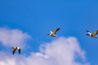 Uçan kuş. Mavi gökyüzü arka planı. Kuş: Ortak Shelduck. Tadorna tadorna.  