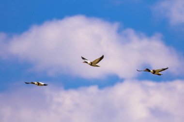 Uçan kuş. Mavi gökyüzü arka planı. Kuş: Ortak Shelduck. Tadorna tadorna.  