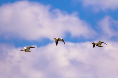 Uçan kuş. Mavi gökyüzü arka planı. Kuş: Ortak Shelduck. Tadorna tadorna.  