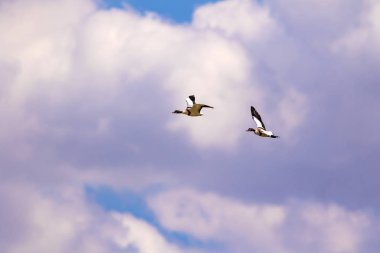 Uçan kuş. Mavi gökyüzü arka planı. Kuş: Ortak Shelduck. Tadorna tadorna.  