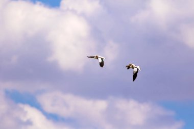 Uçan kuş. Mavi gökyüzü arka planı. Kuş: Ortak Shelduck. Tadorna tadorna.  