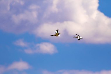 Uçan kuş. Mavi gökyüzü arka planı. Kuş: Ortak Shelduck. Tadorna tadorna.  