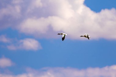 Uçan kuş. Mavi gökyüzü arka planı. Kuş: Ortak Shelduck. Tadorna tadorna.  