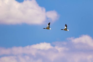 Uçan kuş. Mavi gökyüzü arka planı. Kuş: Ortak Shelduck. Tadorna tadorna.  