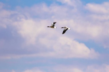 Uçan kuş. Mavi gökyüzü arka planı. Kuş: Ortak Shelduck. Tadorna tadorna.  