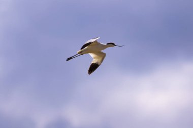 Uçan kuş. Mavi gökyüzü arka planı. Pied Avocet. Rekürvirostra avosetta.