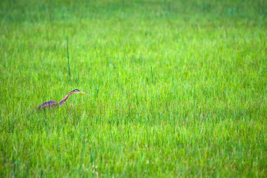 Doğa ve kuş. Mor ot. Mavi doğa arka planı.