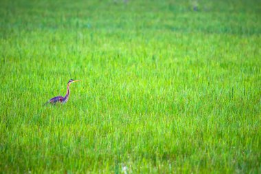 Doğa ve kuş. Mor ot. Mavi doğa arka planı.