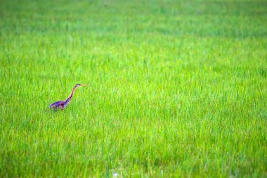 Doğa ve kuş. Mor ot. Mavi doğa arka planı.
