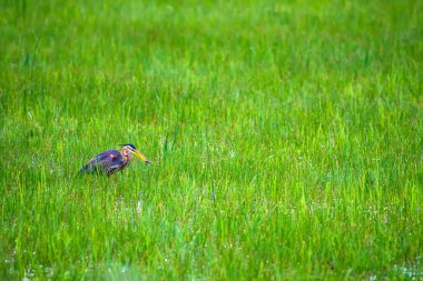 Doğa ve kuş. Mor ot. Mavi doğa arka planı.