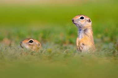 Sevimli komik hayvan. Hamile yer sincabı. Yeşil doğa arka planı.