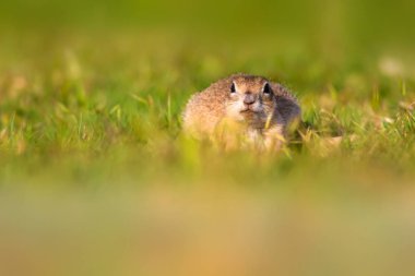 Sevimli komik hayvan. Hamile yer sincabı. Yeşil doğa arka planı.